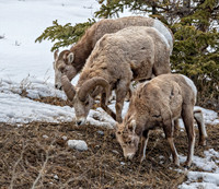 Big Horn Family ED-1253