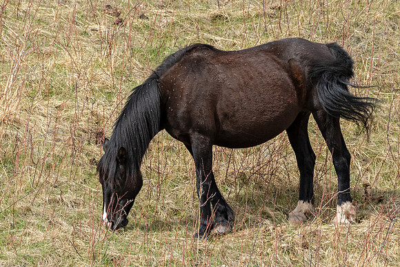 Wild horse ED-2907