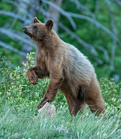 Bear on rock ED-4178