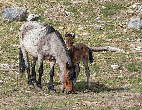 Wild Horse w foal ED-1304