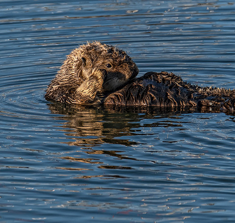 otter ed ED-3768v2