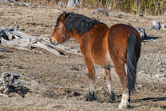 Wild Horse ED-4106
