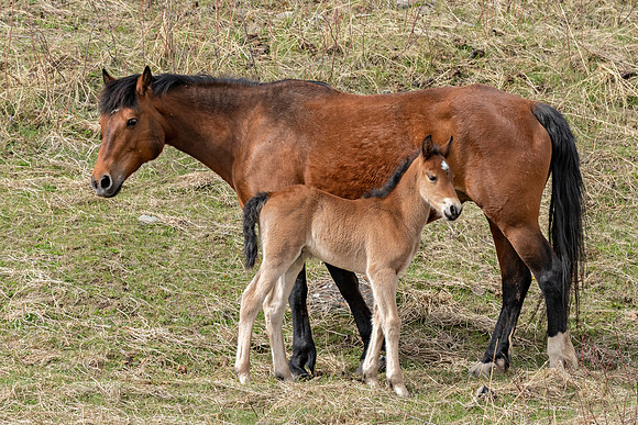 Wild Horses with Colt ED-2913