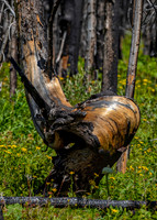 Burnt tree burl ED-4391