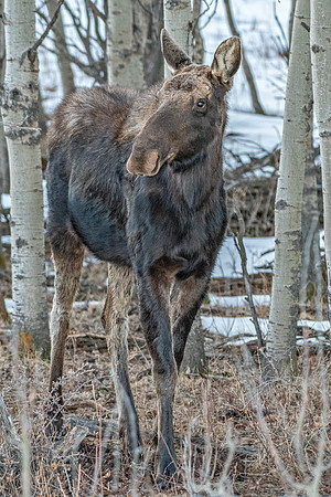 moose2 ED-1591