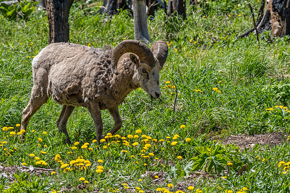 Big Horn Sheep ED-3905-2