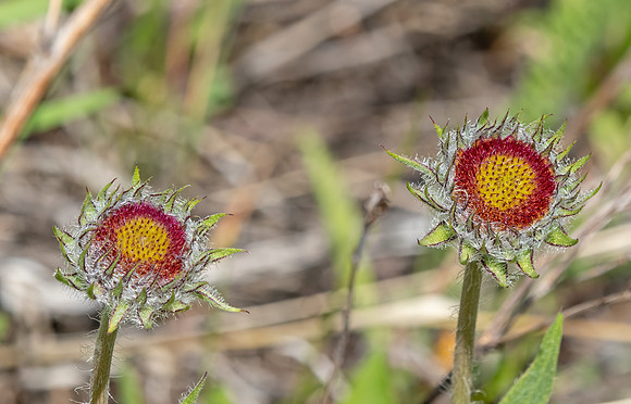 Anita and I Red and yellow wild flowers ED-3961
