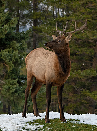 elk single ED-9069