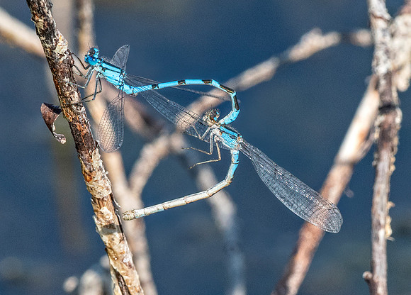 Damsel flies mating POND ED-8487