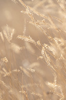 weeds ED-5424