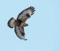 Hawk in flight