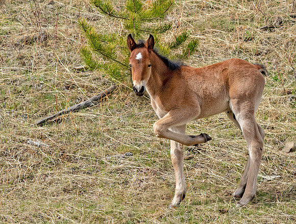 WIld Horse foal ED-2984-2