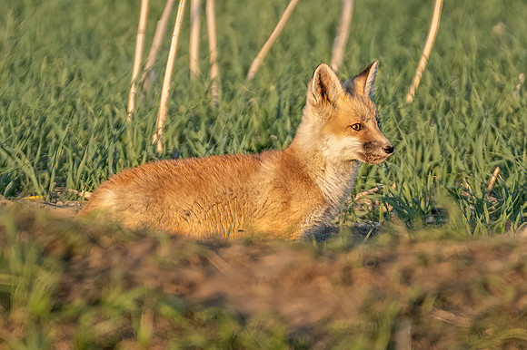 Fox Kit ED-9641-2