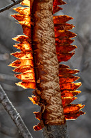 Bark ED-0549