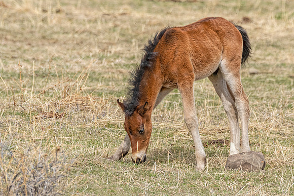 Wild horse foal ED-3023