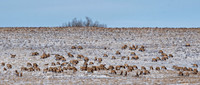Elk Grand Valley ED-1186