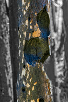 Burnt tree w color ED-4367-2