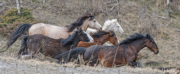 Wild Horses running ED-3358