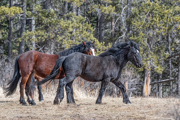 Wild Horses ED-2311