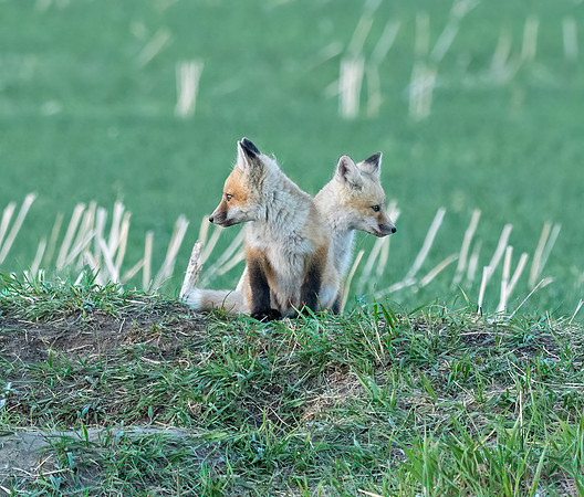 Fox kits ED-8824