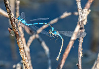 Damsel Flies ED--16