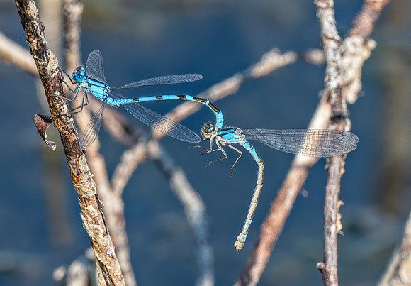 Damsel Flies ED--16
