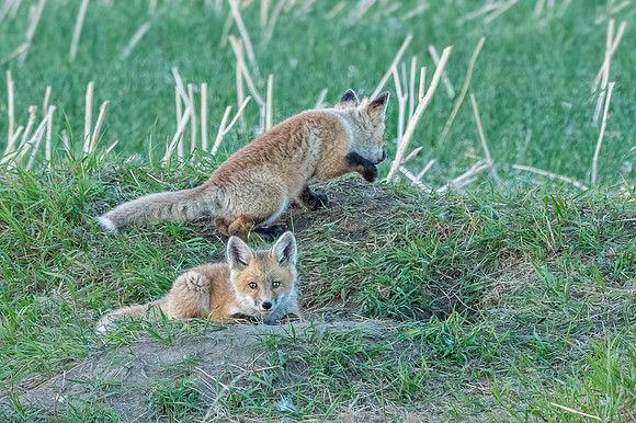 Fox Kits ED-8819