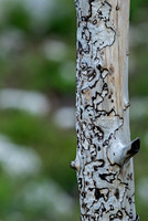 Burnt tree ED-4074
