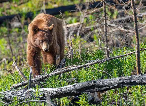 Cinnamon Black Bear ED-4245
