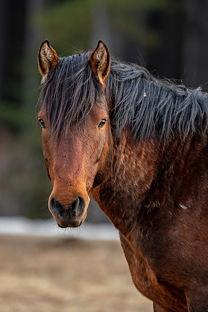 Wild Horse portrait ED-7145