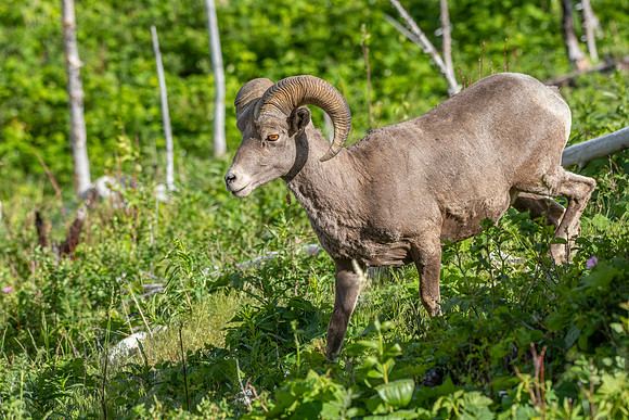 Big Horn Sheep downhill ED-4047-2