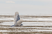 Snowy Owl Flight ED-1454