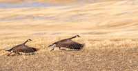 Canada Goose takeoff ED-1562-3 VERSION 2