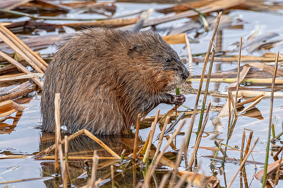 Muskrat ED-9587
