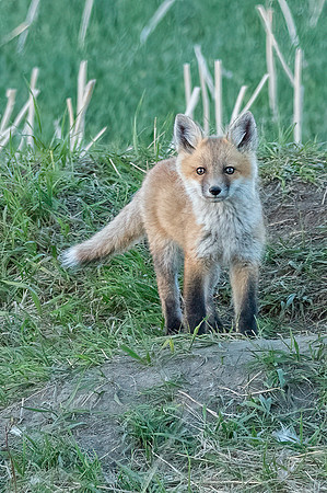 Fox Kit ED-8828