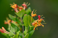 Twining Honeysuckle ED-5408