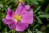 Rose Alberta Wild ED-5445