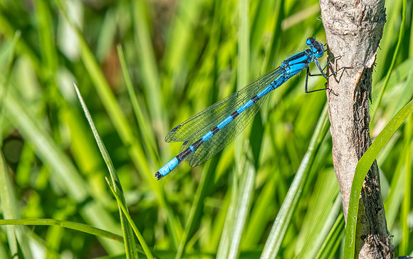 Damsel Fly ED-5444