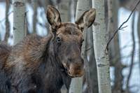 moose ED-1604