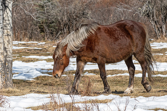 Horse not wild ED-2234