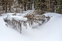 Snow Branches ED-1429