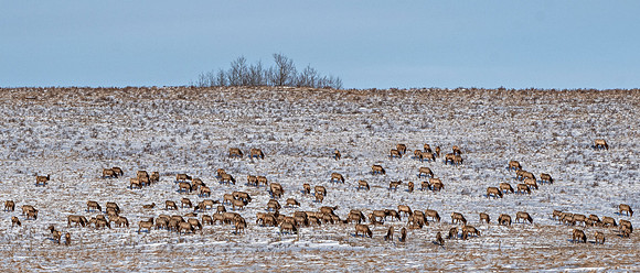 Elk Grand Valley ED-1186