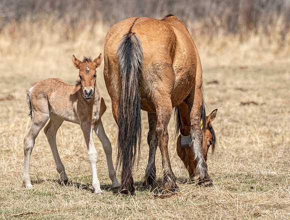 Wild horse and foal ED-1040