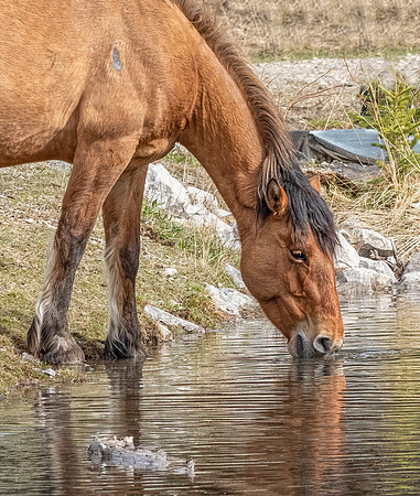 Wild Horse Drinking ED-3151
