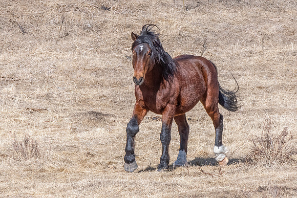 Wild Horse bad knee ED-2457