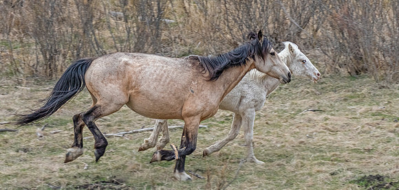 Wild Horses Running ED-3367