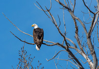 Bald Eagle in Tree ED-1933