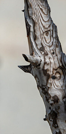 burnt tree ED-4071