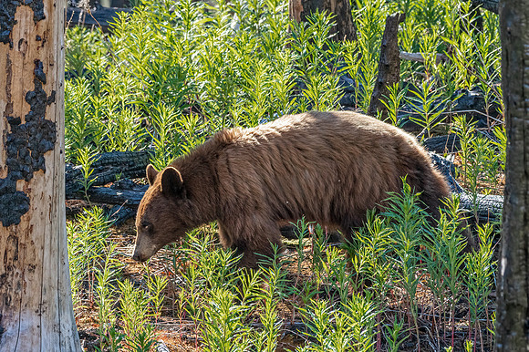 Cinnamon Black Bear ED-4294