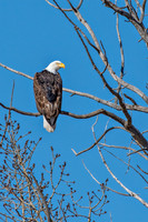 Eagle in a tree ED-1925